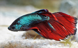 Bettas