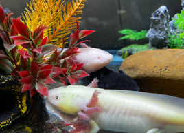 Axolotl