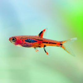 NANO Fish