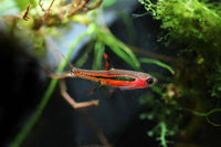 Chili Rasboras