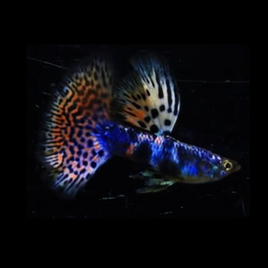 LAZURI RAINBOW TIGER RED MOSAIC GUPPY