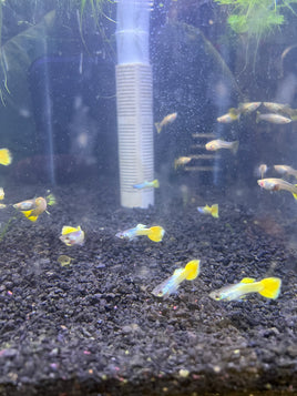 PINGU GUPPY