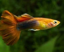 GOLD RED TUX MALE