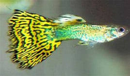 GREEN COBRA MALE