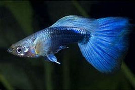 TURQUOISE BLUE TAIL MALE