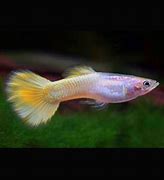 Pingu guppy