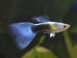 OCEAN BLUE MALE