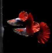 RED ROSE MALE