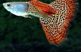 RED COBRA MALE| Wet Box Tropicals